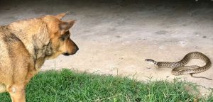 Snake avoidance